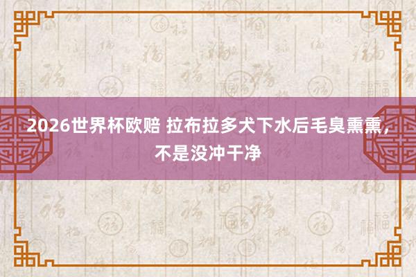 2026世界杯欧赔 拉布拉多犬下水后毛臭熏熏,不是没冲干净