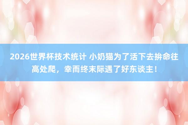 2026世界杯技术统计 小奶猫为了活下去拚命往高处爬,幸而终末际遇了好东谈主!