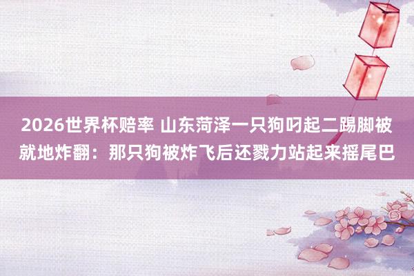 2026世界杯赔率 山东菏泽一只狗叼起二踢脚被就地炸翻:那只狗被炸飞后还戮力站起来摇尾巴