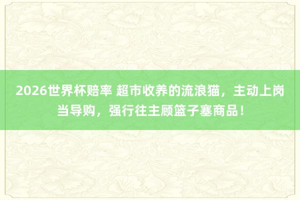 2026世界杯赔率 超市收养的流浪猫,主动上岗当导购,强行往主顾篮子塞商品!