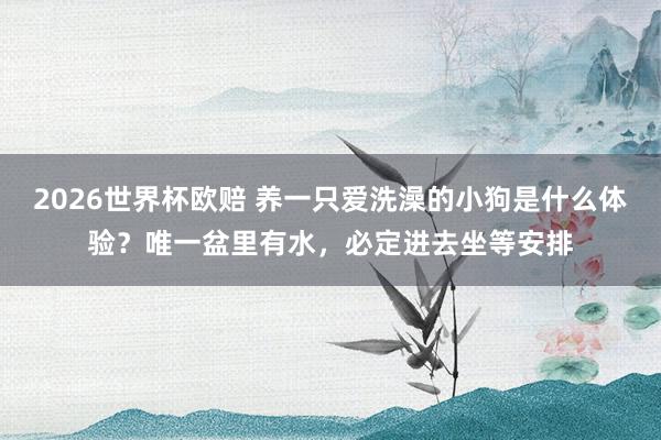 2026世界杯欧赔 养一只爱洗澡的小狗是什么体验？唯一盆里有水，必定进去坐等安排