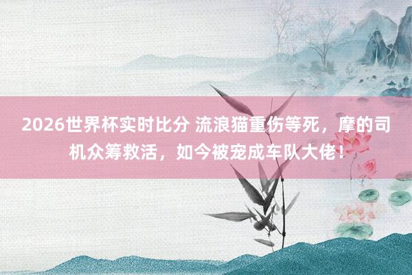 2026世界杯实时比分 流浪猫重伤等死,摩的司机众筹救活,如今被宠成车队大佬!