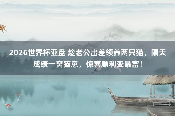 2026世界杯亚盘 趁老公出差领养两只猫,隔天成绩一窝猫崽,惊喜顺利变暴富!
