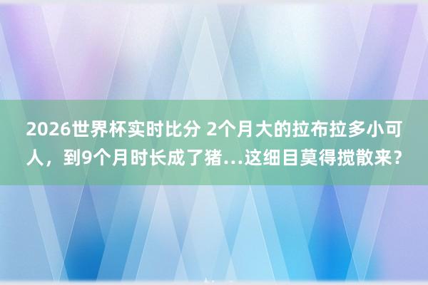 2026世界杯实时比分 2个月大的拉布拉多小可人，到9个月时长成了猪…这细目莫得搅散来？