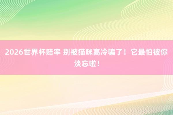 2026世界杯赔率 别被猫咪高冷骗了!它最怕被你淡忘啦!