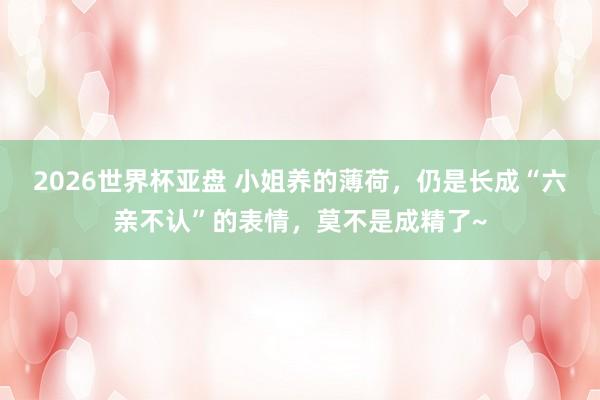 2026世界杯亚盘 小姐养的薄荷,仍是长成“六亲不认”的表情,莫不是成精了~