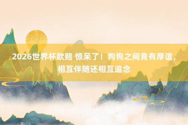 2026世界杯欧赔 惊呆了!狗狗之间竟有厚谊,相互伴随还相互追念