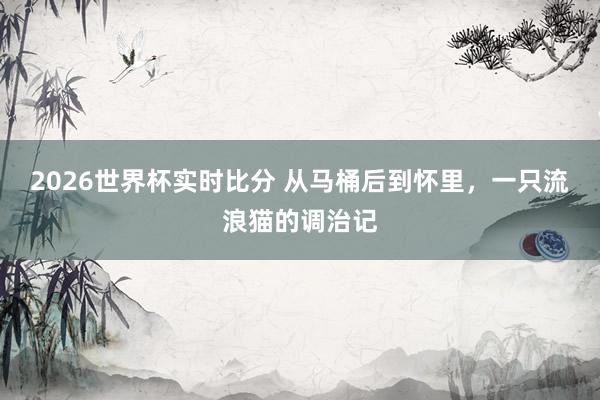 2026世界杯实时比分 从马桶后到怀里,一只流浪猫的调治记