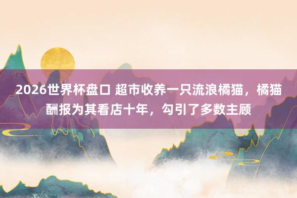 2026世界杯盘口 超市收养一只流浪橘猫,橘猫酬报为其看店十年,勾引了多数主顾